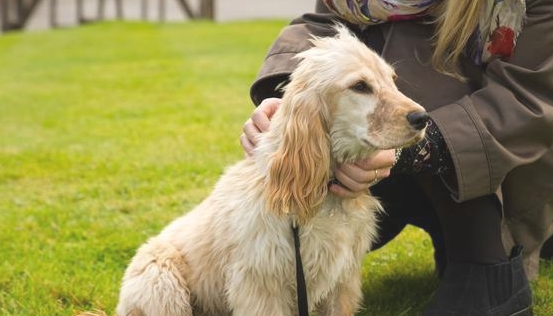 老年人犬普遍9个难题 狗狗性命的终于 这种全是不是可以以免的(图1)