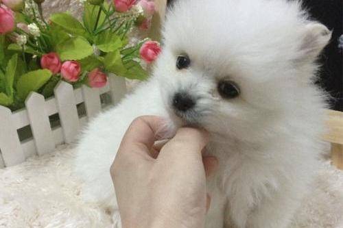 博美犬发烧了怎么护理 去做这几点就也差不多了(图2)