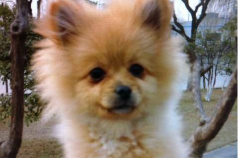 博美犬发烧了怎么护理 去做这几点就也差不多了(图1)