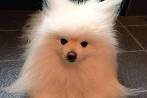 博美犬发烧了怎么护理 去做这几点就也差不多了(图3)