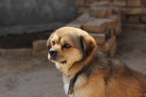 田园犬怎么训练 听小编若有若无道来(图1)