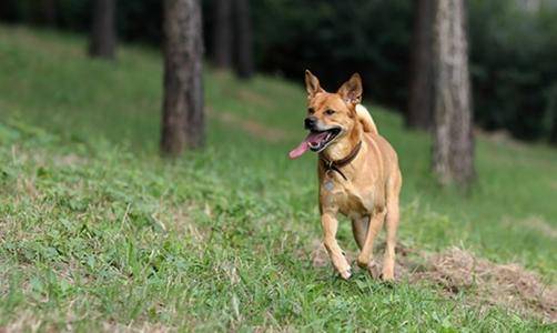 田园犬怎么训练 听小编若有若无道来(图2)