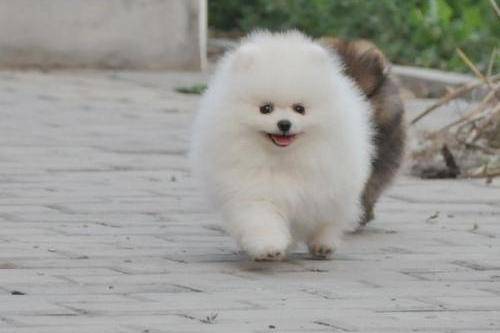 博美猴子期是可以狗狗洗澡么 象建议是最好不要剪(图2)