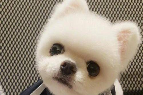 博美换牙期注意事项 这个方面都要查(图1)