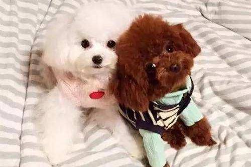 贵宾犬的优点和缺点有哪些 公正客观来谈一谈(图2)