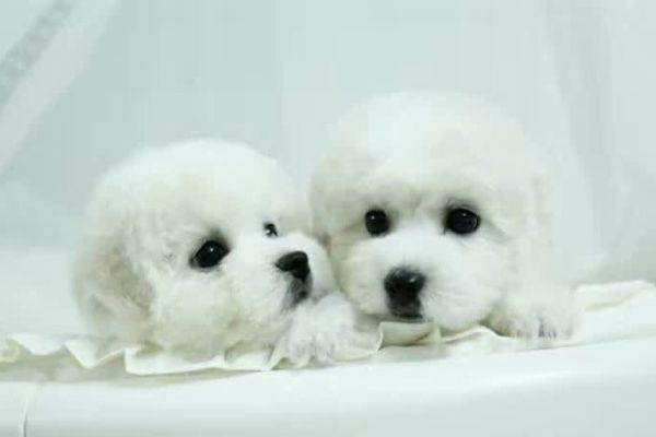 比熊幼犬吃什么？比熊的饮食求答(图3)