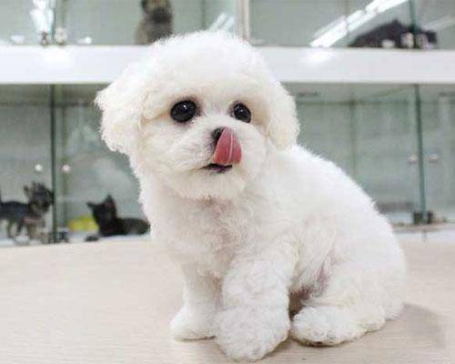 比熊幼犬吃什么？比熊的饮食求答(图1)