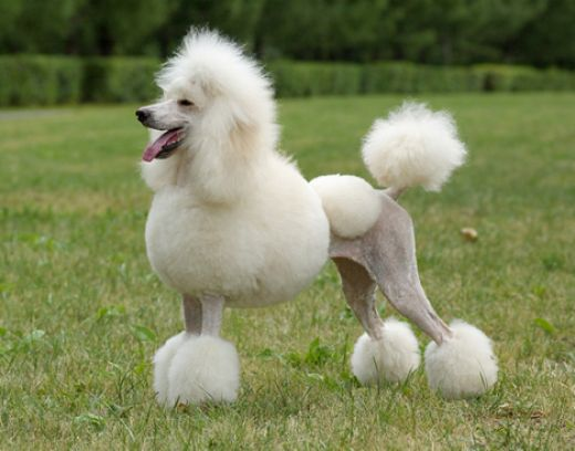 贵宾犬的特征有哪些地方？多角度的特征分析什么(图2)