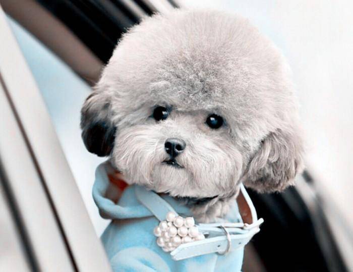 贵宾犬的特征有哪些地方？多角度的特征分析什么(图1)