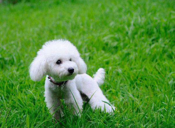 贵宾犬的特征有哪些地方？多角度的特征分析什么(图3)