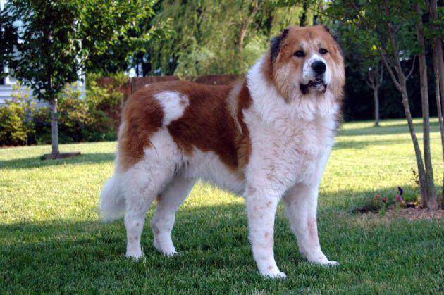 高加索犬能长多大？也算上犬中巨兽(图1)