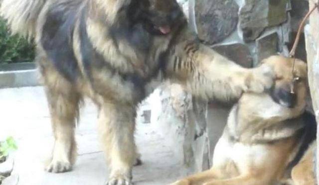 高加索犬能长多大？也算上犬中巨兽(图3)