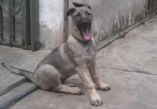 猛犬中的4种“废物” 来看下吧~(图1)