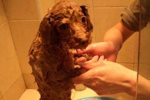 贵宾犬皮肤病传染给吗？该该如何解决那个问题？(图1)