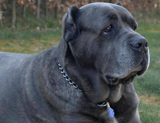 卡斯罗犬有几种颜色？最祥细的颜色讲(图1)