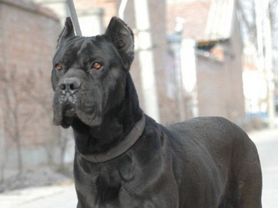 卡斯罗犬有几种颜色？最祥细的颜色讲(图3)