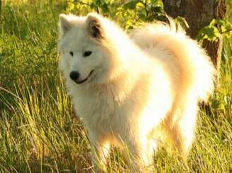 萨摩耶犬怎么养 一些大量饲养小常识(图2)