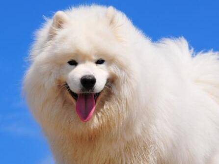 萨摩耶犬怎么养 一些大量饲养小常识(图1)