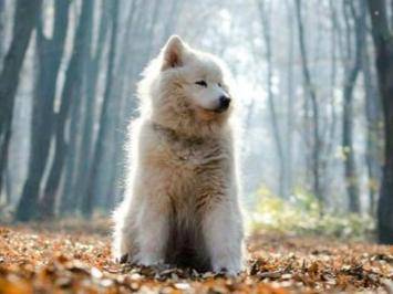 萨摩耶犬怎么养 一些大量饲养小常识(图3)