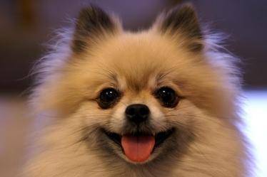 博美犬见人叫个不停咋办？需要一点时间来训练(图1)