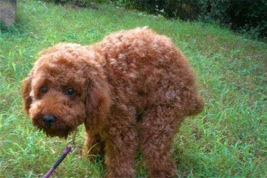 贵宾犬慢慢长大了怎末断尾巴 这些就是也很最流行做法(图1)