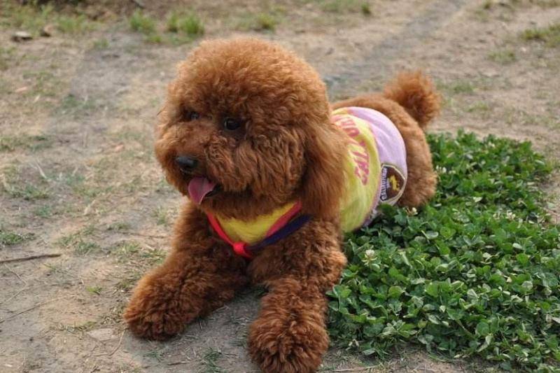 贵宾犬慢慢长大了怎末断尾巴 这些就是也很最流行做法(图2)