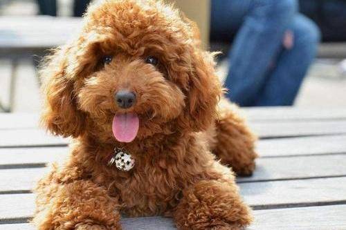 贵宾犬晚上不睡老叫怎么办啊？一定得要会那样来开解(图3)