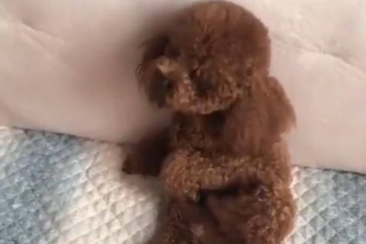 贵宾犬不喝点水该怎么办啊？这个办法你得用上(图3)