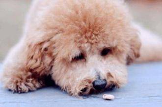 贵宾犬不喝点水该怎么办啊？这个办法你得用上(图2)