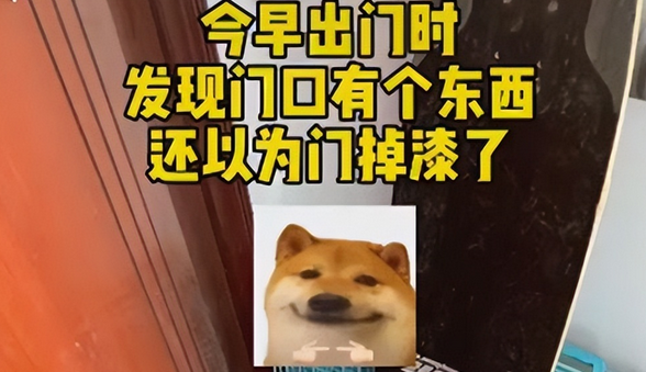 流浪猫隔三差五从“礼物”人上门 小姐姐非常感动(图1)