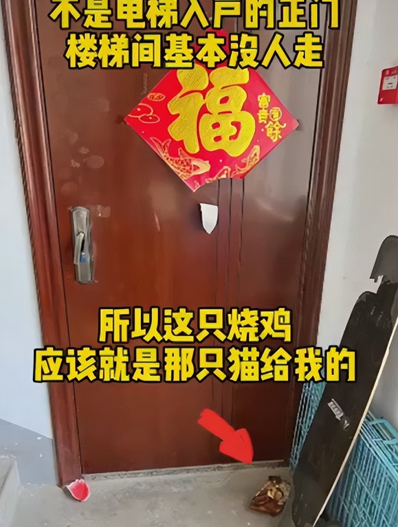 流浪猫隔三差五从“礼物”人上门 小姐姐非常感动(图2)