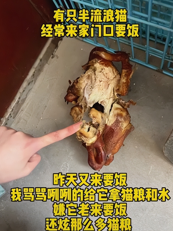 流浪猫隔三差五从“礼物”人上门 小姐姐非常感动(图3)