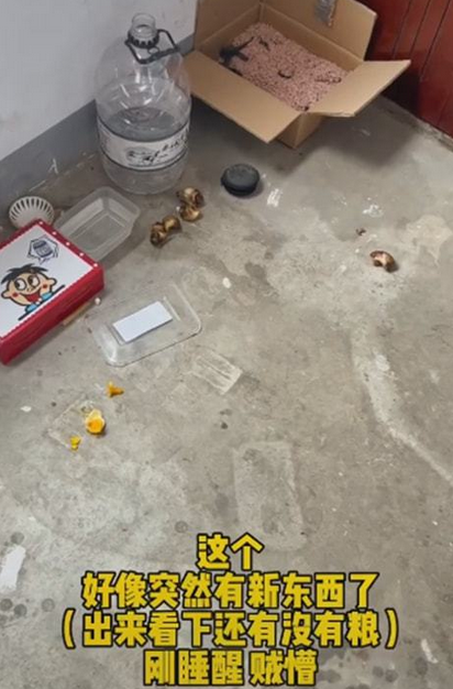 流浪猫隔三差五从“礼物”人上门 小姐姐非常感动(图4)