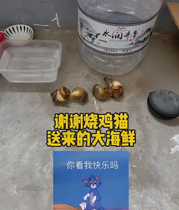 流浪猫隔三差五从“礼物”人上门 小姐姐非常感动(图5)