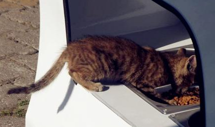 可以提供食物给流浪猫|自动贩卖机 用可以回收瓶子为流浪猫狗提供给食物!(图5)