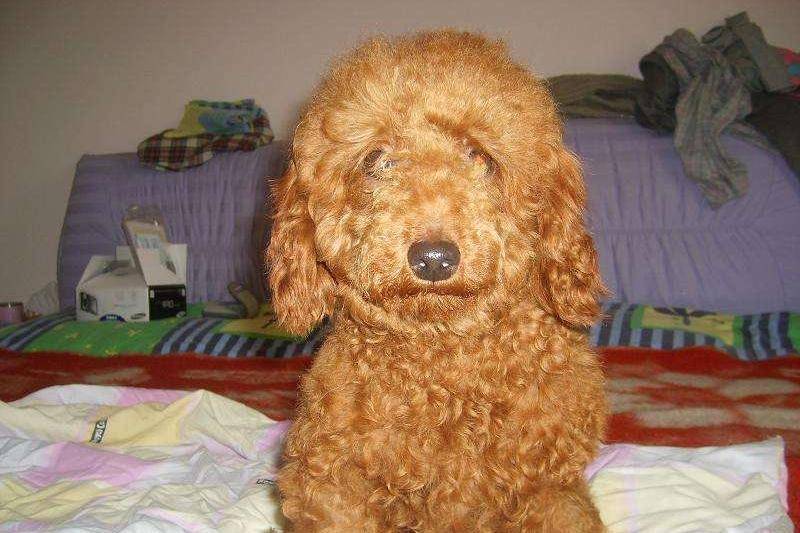 贵宾犬的泪痕要怎末如何处理 教你几招功能强大的(图2)