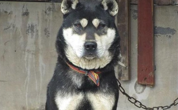 这几种狗狗都也能可以独当一面 从来不不甚是喜爱黏人！(图2)