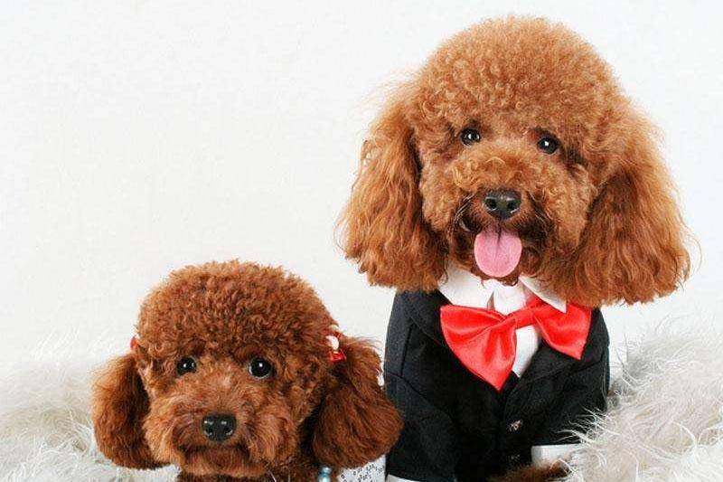 泰迪狗是不属于贵宾犬吗？这总之是个常识(图3)