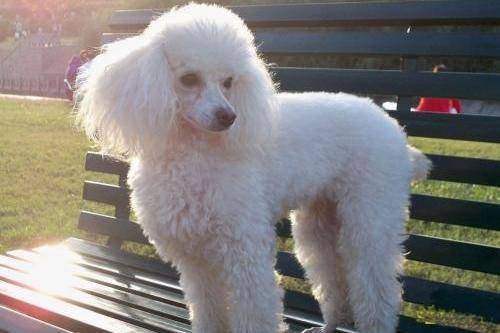 贵宾犬的泪痕怎么办？有好几种方法是可以解决的办法(图1)