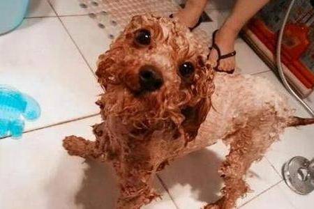 贵宾犬掉毛很厉害不该怎么办？能找到原因对症治疗(图1)