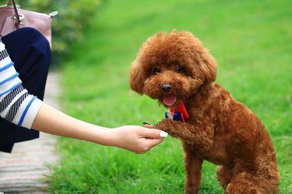 贵宾犬毛大多咋回事 有很多种原因会直接导致(图1)