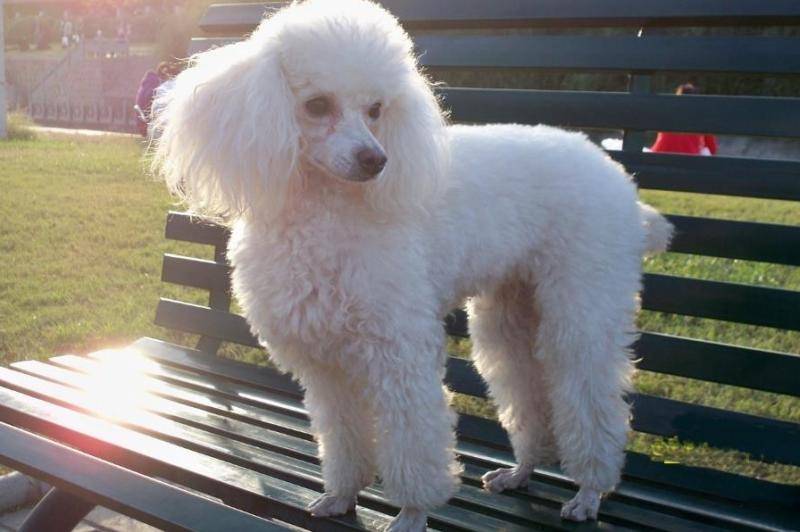贵宾犬毛大多咋回事 有很多种原因会直接导致(图2)