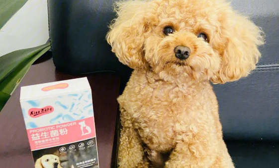 狗狗需要每月十五扼杀益生菌粉吗？一起来看下吧(图1)