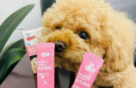狗狗需要每月十五扼杀益生菌粉吗？一起来看下吧(图2)