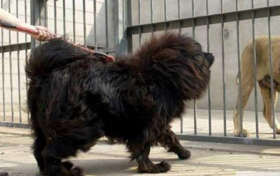 十种最忠诚的狗 这类狗都能够恼羞成怒母狮子 排第一确是它(图1)