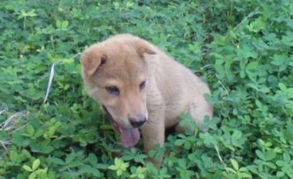 十种最忠诚的狗 这类狗都能够恼羞成怒母狮子 排第一确是它(图2)