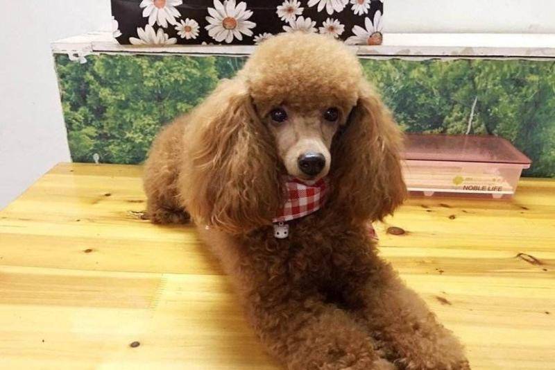 贵宾犬毛颜色不均匀咋办？从这几个方面找下原因(图1)