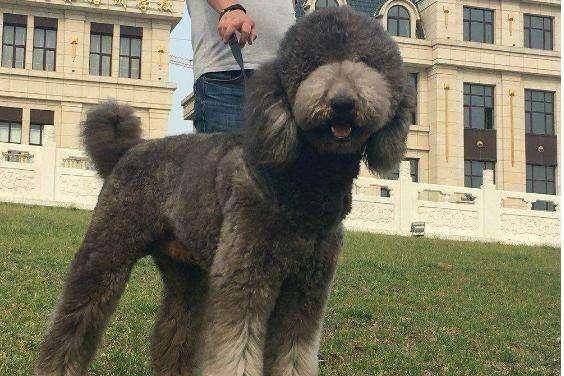 贵宾犬毛颜色不均匀咋办？从这几个方面找下原因(图2)