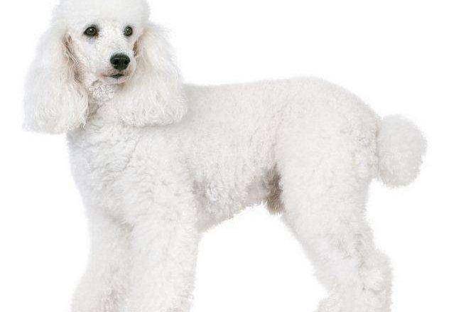 贵宾犬毛颜色不均匀咋办？从这几个方面找下原因(图3)