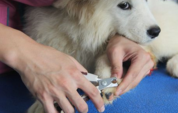 狗狗是需要剪脚趾甲吗？不过要(图2)